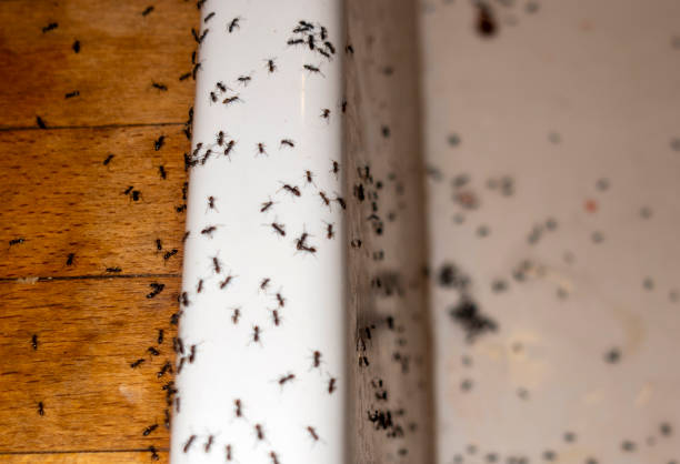 Best Best Pest Control Companies  in Pinehurst, MA