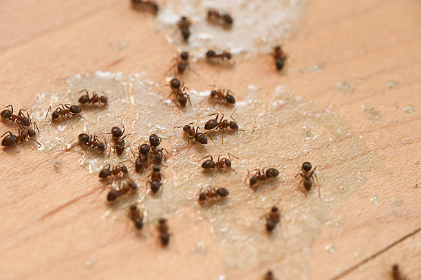 Best Bed Bug Extermination  in Pinehurst, MA